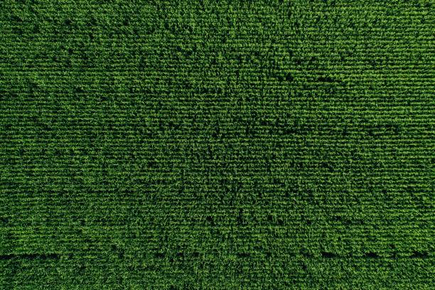 istock Aerial view of green rows corn field in summer. 1171674714