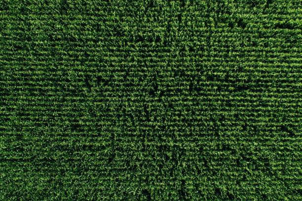 istock Aerial view of green rows corn field in summer. 1171674738