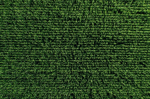 Aerial view of green rows corn field in summer. Drone photography from above