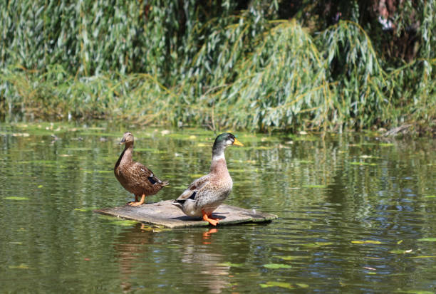 istock Two ducks floating in the middle of the lake 1171674864