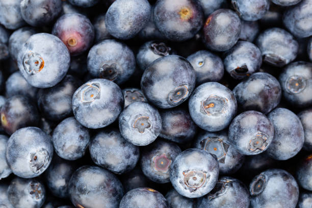 istock Fresh blueberry background. Texture blueberry berries close up. 1171674955