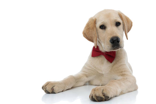 istock curious little gentleman labrador retriever puppy lying down 1171675737