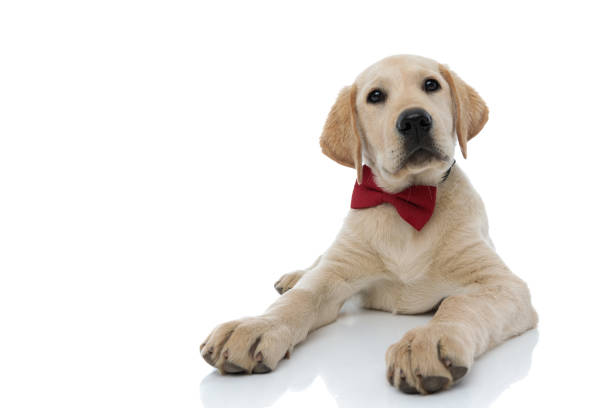 istock elegant labrador retriever puppy wearing red bowtie is lying down 1171675779