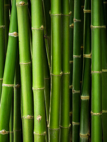 Bamboo trunk in the row for natural background