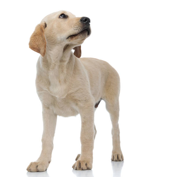 istock sad labrador retriever looks up with caution 1171675843