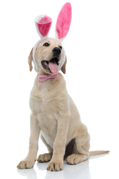 istock panting labrador retriever wearing easter bunny costume looks to side 1171675901