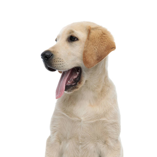 istock side view of a panting labrador retriever's head 1171675936