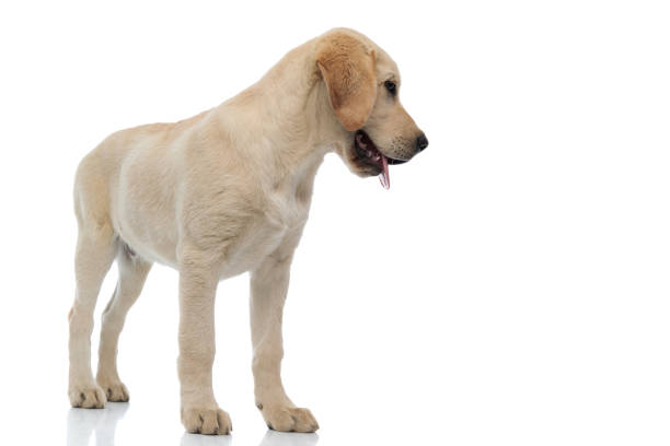 istock side view of a curious labrador retriever puppy looking away 1171675985