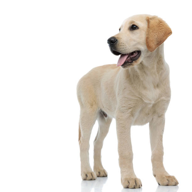 istock happy young labrador retriever is panting and looking to side 1171675993