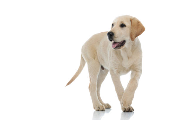 adorable labrador retriever puppy walking and panting on white background