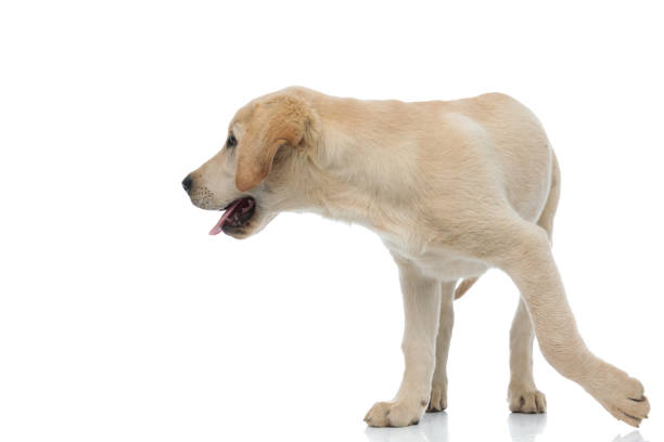 istock curious little labrador retriever puppy walks to side 1171676143