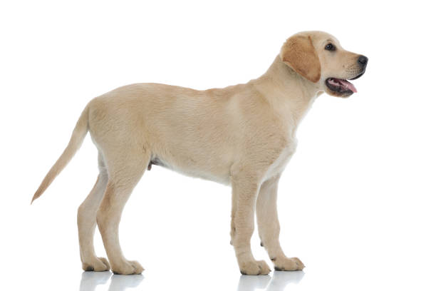 istock side view of a cute labrador retriever puppy  looking up 1171676151