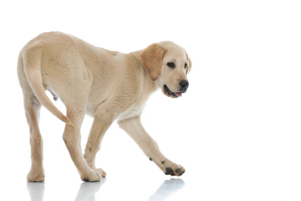 istock back side view of a cute labrador retriever puppy walking 1171676168