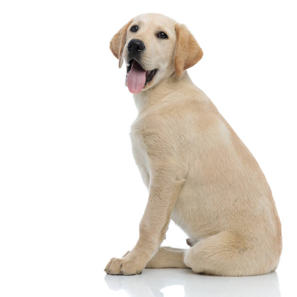 istock side view of a happy panting labrador retriever puppy sitting 1171676183