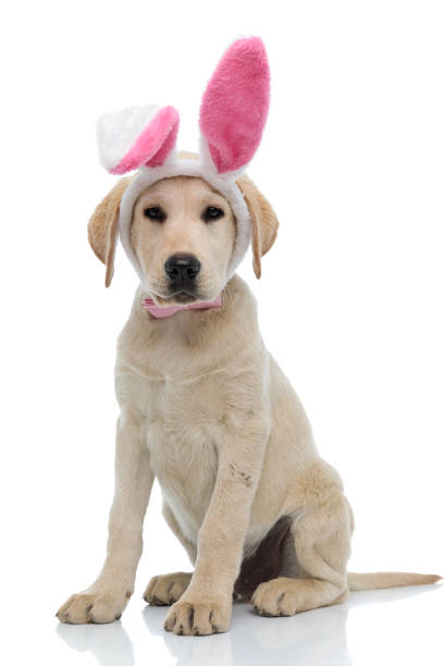 istock labrador retriever  wearing easter bunny ears and pink bow tie 1171676203
