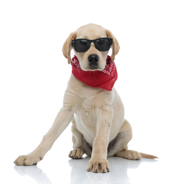 cute labrador retriever puppy wearing sunglasses and red bandana sitting cute labrador retriever puppy wearing sunglasses and red bandana sitting on white backgrorund bandana photos stock pictures, royalty-free photos & images