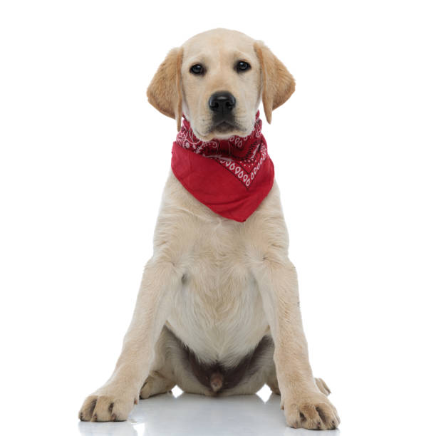 istock funny labrador retriever wearing red bandana 1171676267