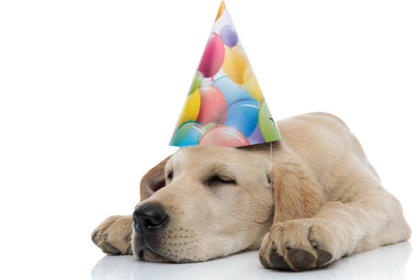 istock exhausted party puppy is sleeping 1171676362