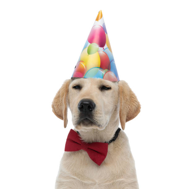 istock arrogant little labrador retriever celebrating its birthday 1171676432