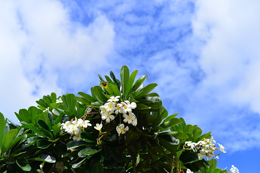 Plumeria in the Vachirabenjatas Park (Rot Fai Park)