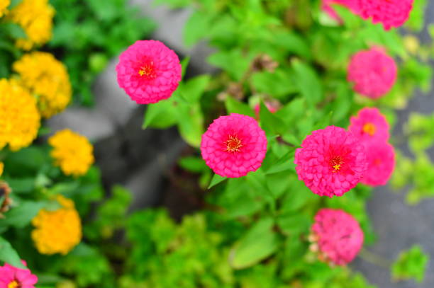 beautiful zinnia flower, classic zinnia flower, colorful small flower