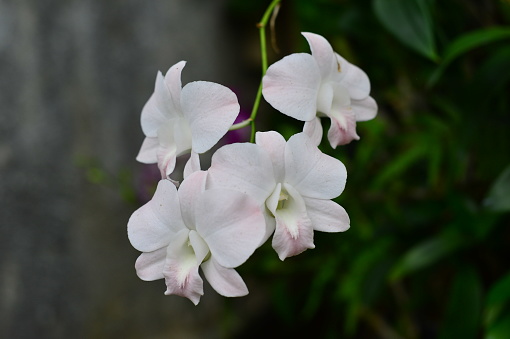 White orchid on the inflorescence, Thailand