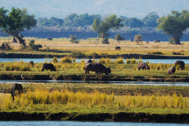 istock hippo in savannah in tanzania 1171677982