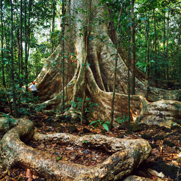 istock a jungle landscape in gabon 1171678105