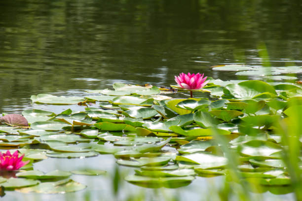 The landscape is reflected on the water surface in the pond where water lilies bloom.