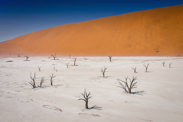 Aerial View, flying over the famous Dead Vlei Sossusvlei. Dark Camelthorn Tree in dry salt pan desert landscape surounded with orange sand dunes. Surreal Desert Landscape. Aerial Drone Point of View. Sossusvlei, Dead Vlei, Namib Desert, Namibia, Africa.
