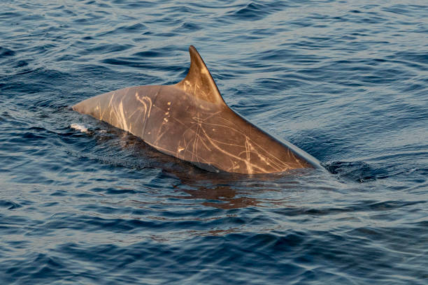 istock Rare Goose Beaked whale dolphin Ziphius cavirostris 1171680082