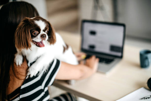 istock Cute dog in office 1171682036