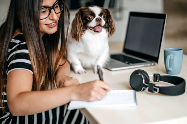 istock Cute dog in office 1171682037