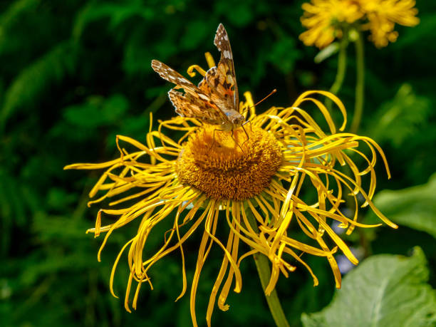 istock Butterfly on a yellow flower 1171682255
