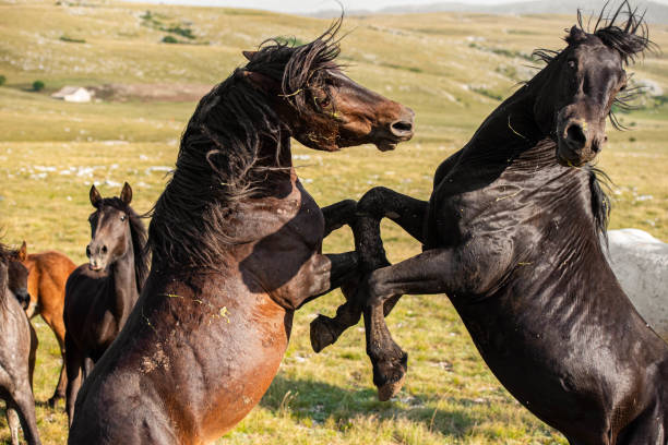 Wild horses fighting Wild horses fighting, Bosnia and Herzegovina. mustang wild horse photos stock pictures, royalty-free photos & images