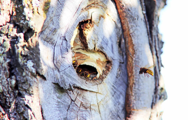 istock hornet flying to its nest 1171682610