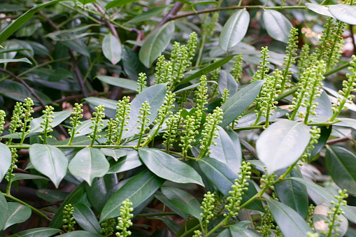 Prunus laurocerasus, also known as cherry laurel or common laurel in spring garden. Green leaves and buds of English laurel