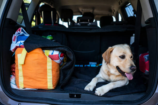 istock Travel adventure with dog 1171683962