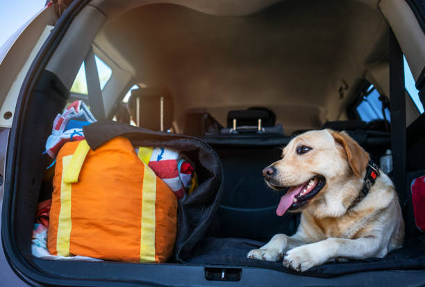 istock Travel adventure with dog 1171683964