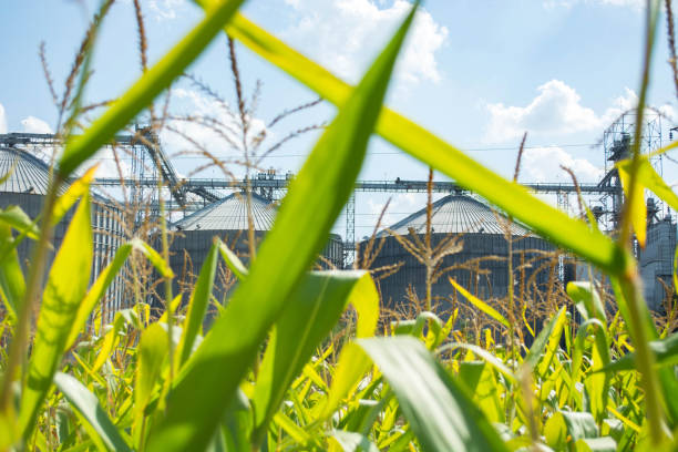 istock corn in the field during the ripening period. cobs filled with coarse grain 1171684364