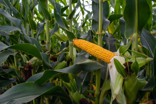 istock corn in the field during the ripening period. cobs filled with coarse grain 1171684902