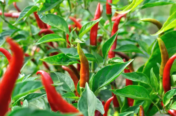 close-up of growing chili peppers in the vegetable garden