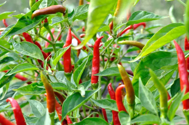 close-up of growing chili peppers in the vegetable garden