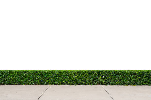 istock tree wall with concrete floor isolated on white background 1171687776