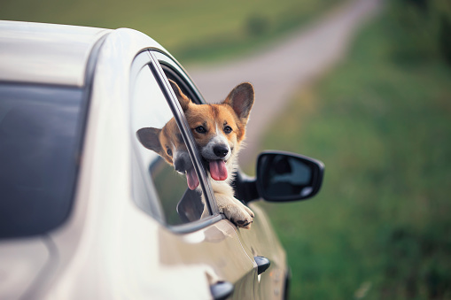 cute puppy dog red Corgi stuck his head and paws out of the car during the time travel on summer vacation and pretty looks