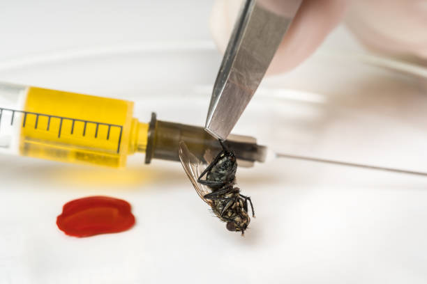 istock Science entomologist with tweezers examines fly 1171689051