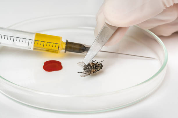 istock Science entomologist with tweezers examines fly 1171689091