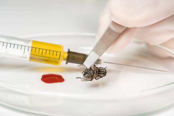 istock Science entomologist with tweezers examines fly 1171689168