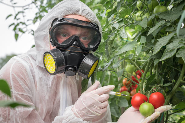 científico de omg modificando genéticamente el tomate con jeringa - tomato genetic modification biotechnology green fotografías e imágenes de stock