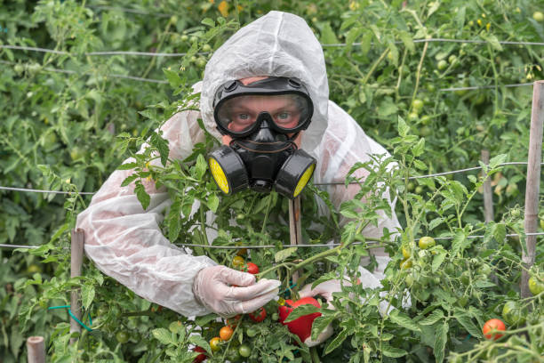 gvo-wissenschaftler verändert tomaten mit spritze gentechnisch - tomato genetic modification biotechnology green stock-fotos und bilder